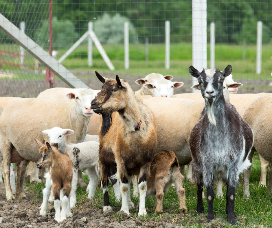 Goats & Sheep